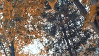 ClaraShine snapshot 2