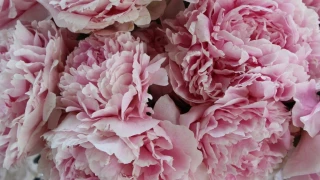 SonyaSweet snapshot 12